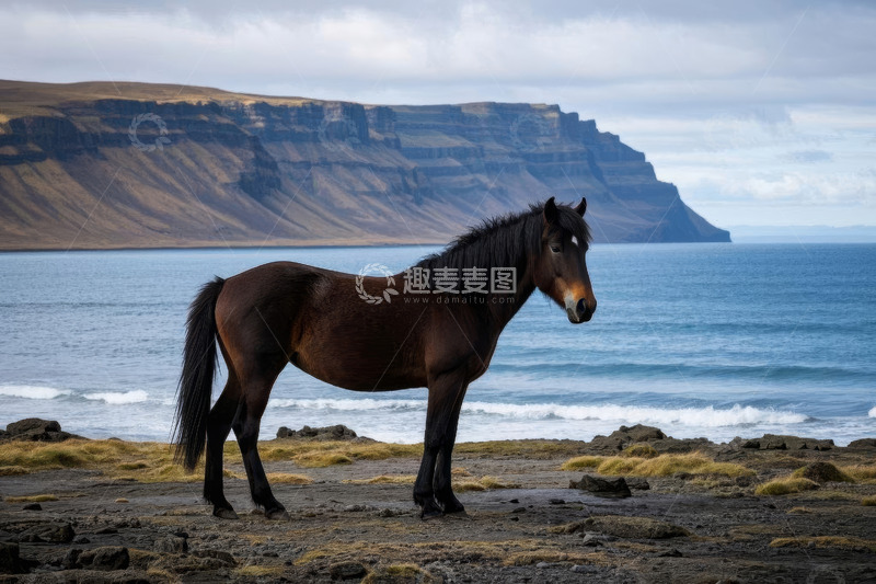 高清大图下载【趣麦麦图】冰岛海岸边站立的马