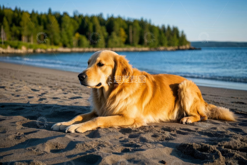 高清大图下载【趣麦麦图】沙滩上休憩的金毛犬