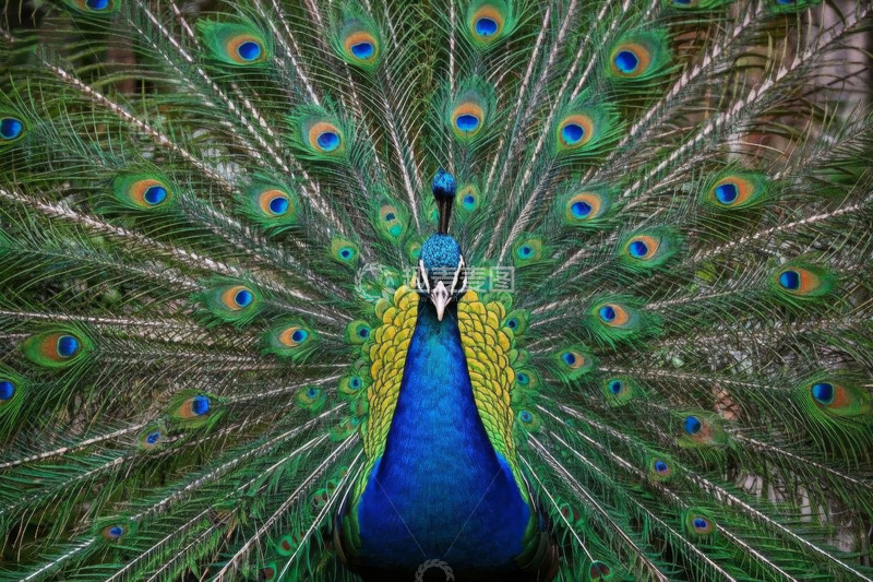 高清大图下载【趣麦麦图】开屏孔雀特写