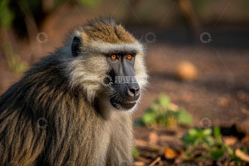 高清大图下载【趣麦麦图】狒狒特写