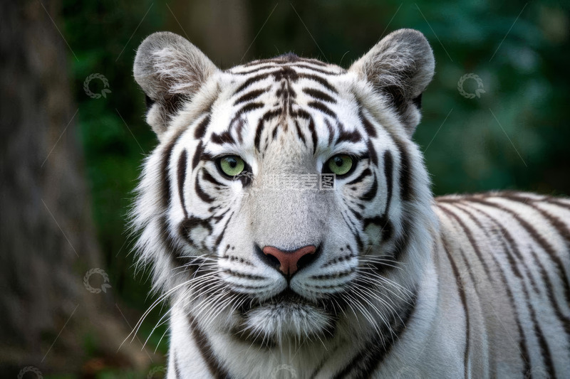 高清大图下载【趣麦麦图】白老虎特写