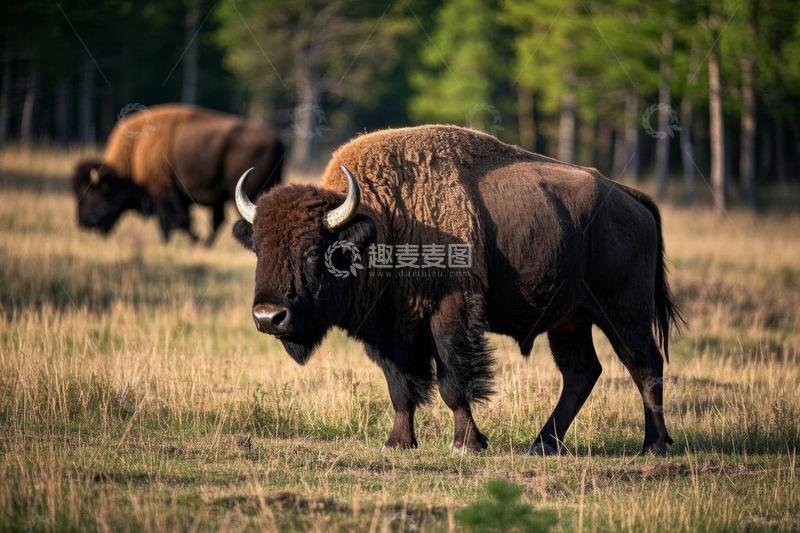 高清大图下载【趣麦麦图】草原上行走的野牛