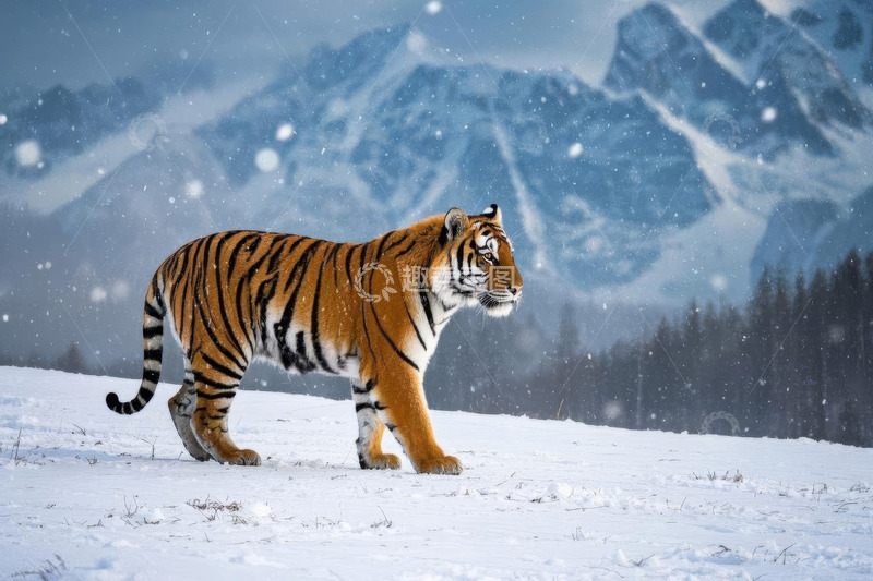 高清大图下载【趣麦麦图】雪地中行走的老虎