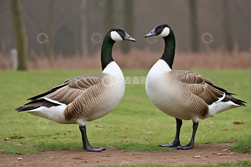 高清大图下载【趣麦麦图】两只加拿大鹅站立在草地