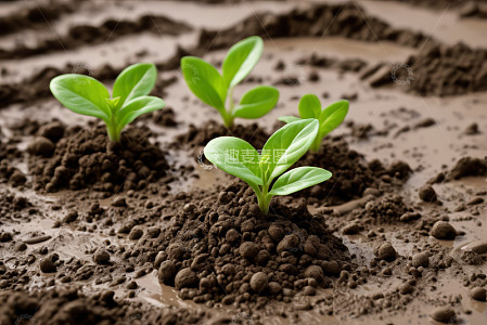 泥土中生长的嫩绿幼苗