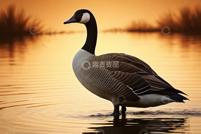 高清大图下载【趣麦麦图】夕阳下水中站立的加拿大鹅