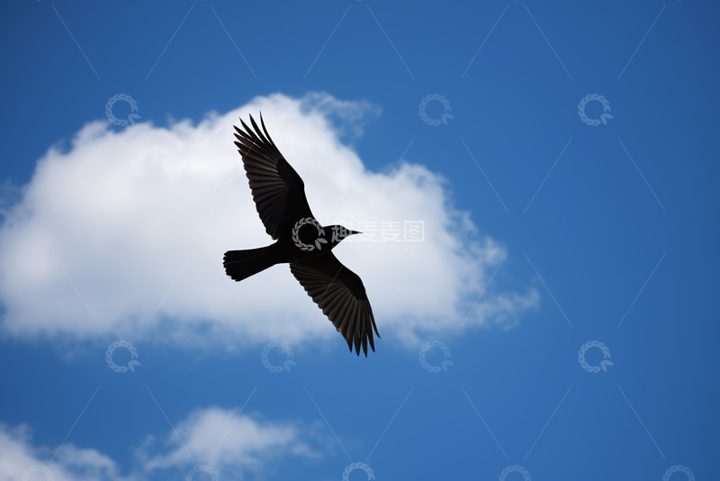 高清大图下载【趣麦麦图】飞鸟在蓝天白云间翱翔
