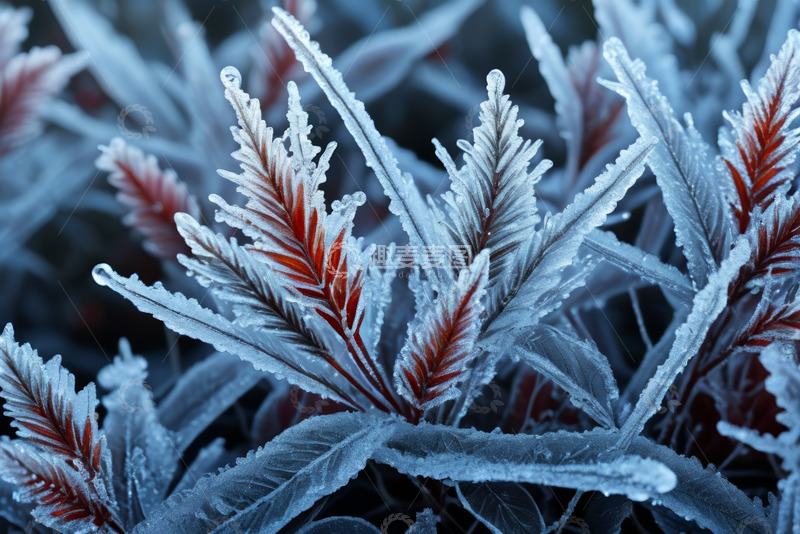 高清大图下载【趣麦麦图】覆冰植物特写