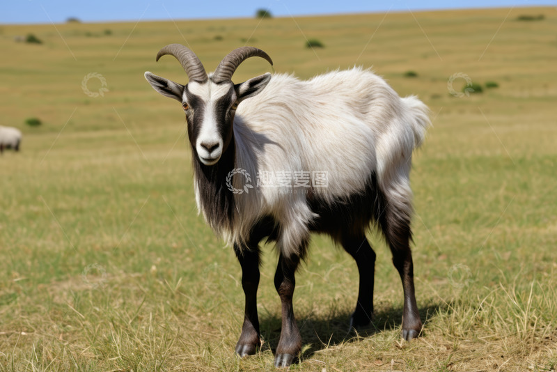 高清大图下载【趣麦麦图】草原上站立的山羊