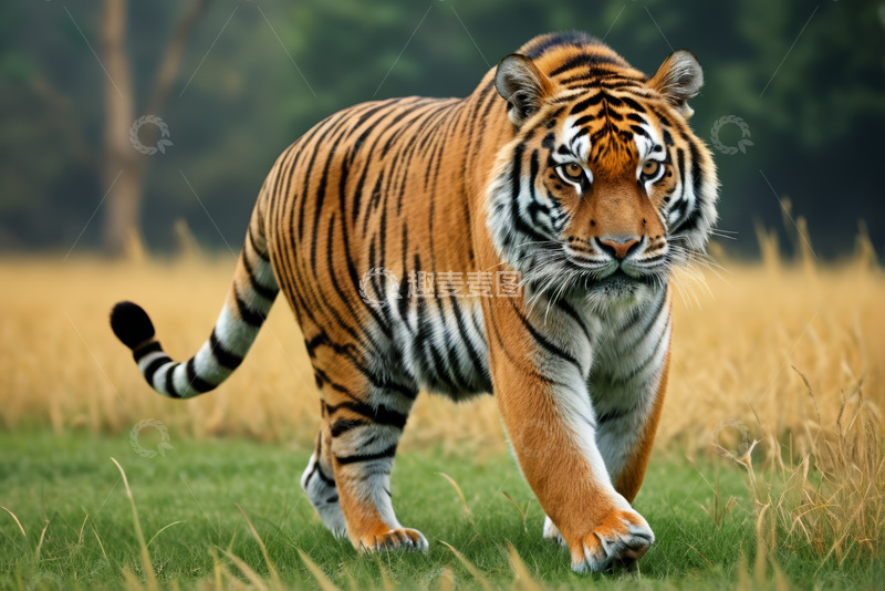 高清大图下载【趣麦麦图】行走的老虎自然风光图