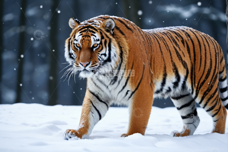 高清大图下载【趣麦麦图】雪地中行走的老虎