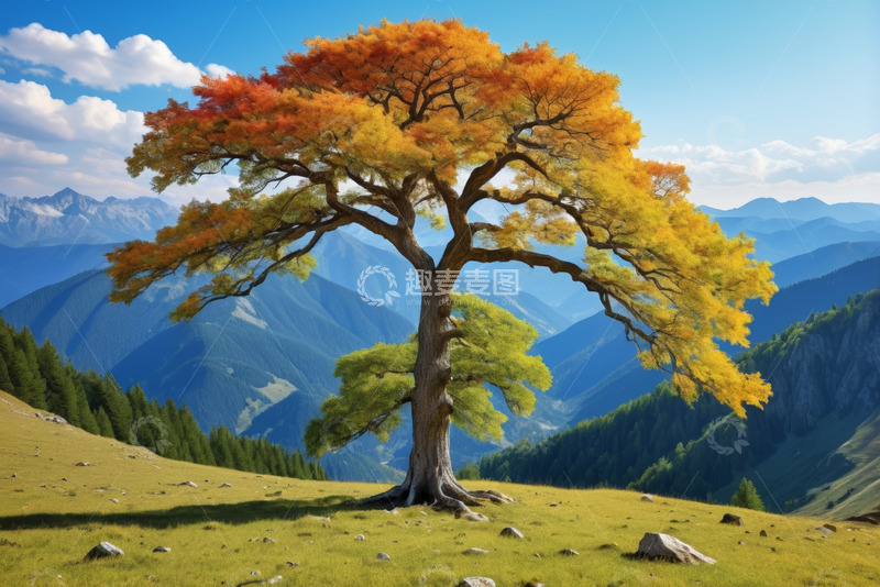 高清大图下载【趣麦麦图】山间草地孤树秋景