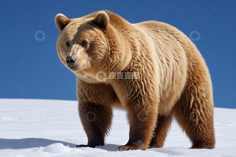 雪地中的站立棕熊