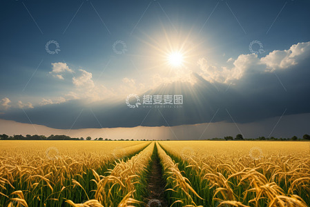 阳光下的金色麦田全景