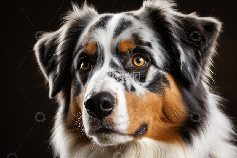 高清大图下载【趣麦麦图】澳大利亚牧羊犬宠物肖像
