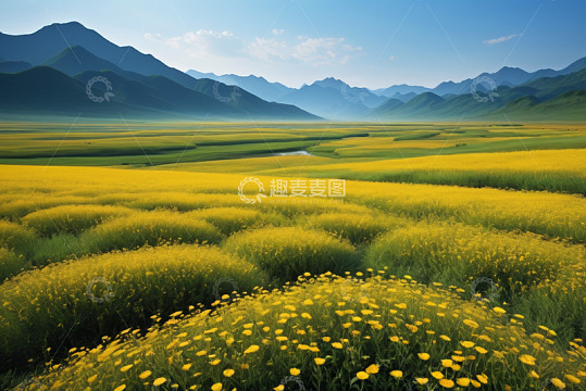 广袤黄色花海与远处山峦风景
