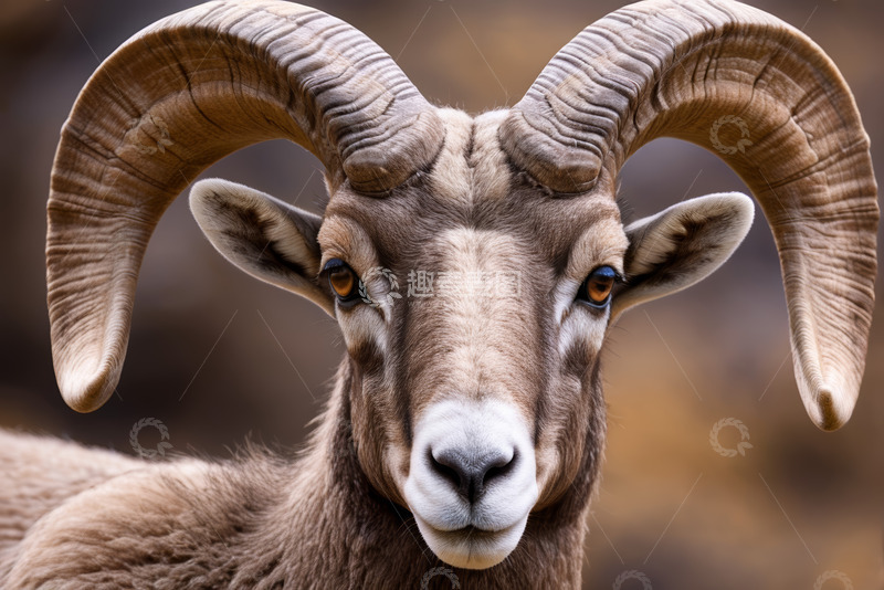 高清大图下载【趣麦麦图】大角羊头部特写