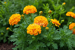 盛开的黄色万寿菊植物