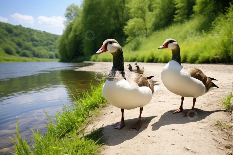 高清大图下载【趣麦麦图】河边站立的两只鹅