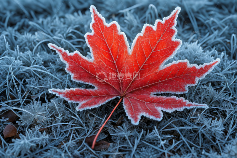 高清大图下载【趣麦麦图】覆霜红叶特写