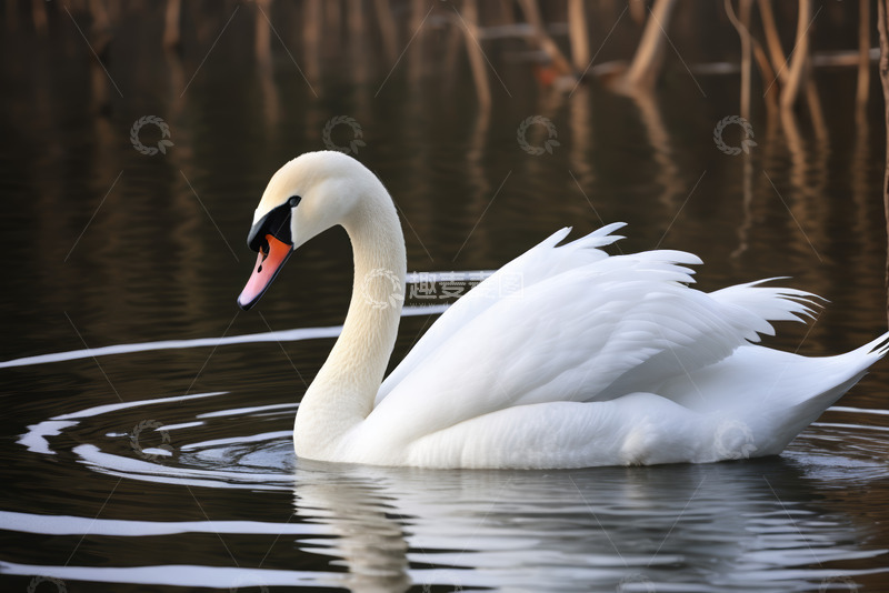 高清大图下载【趣麦麦图】水面上游弋的白色天鹅