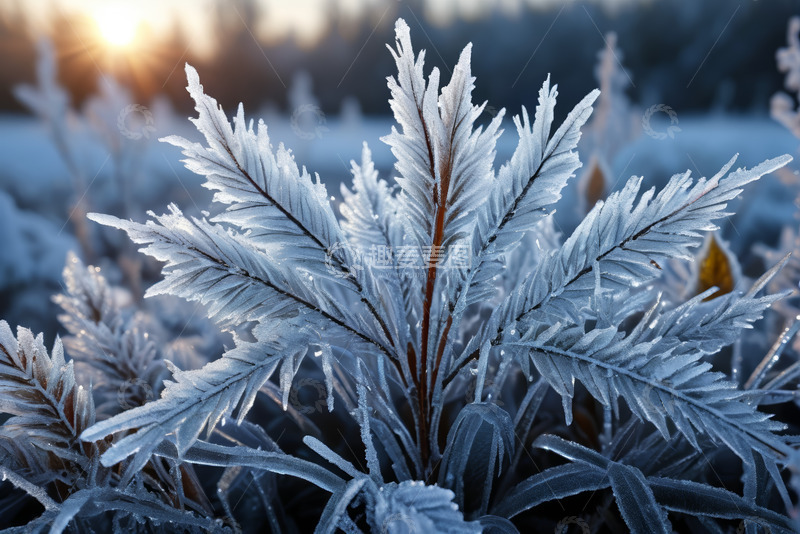 高清大图下载【趣麦麦图】覆霜植物在晨光下的特写