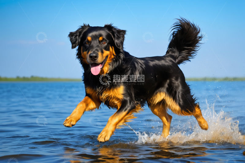 高清大图下载【趣麦麦图】狗在水边奔跑