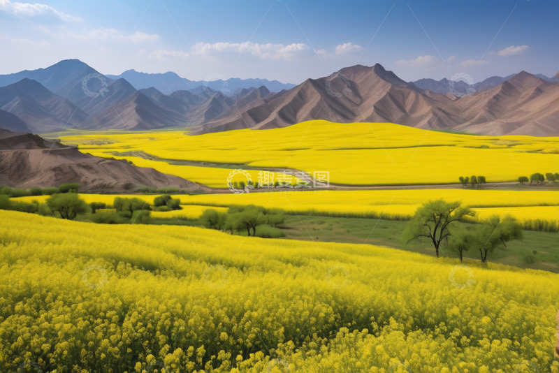 高清大图下载【趣麦麦图】山间大片黄色油菜花田景观