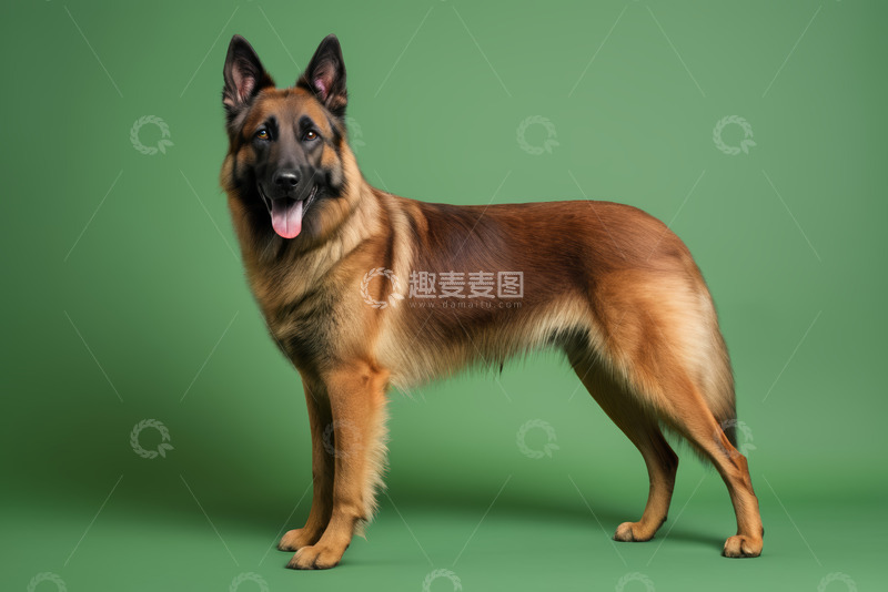 高清大图下载【趣麦麦图】站立的德国牧羊犬