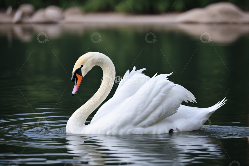 高清大图下载【趣麦麦图】白天鹅在水中优雅游动