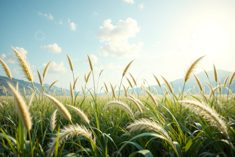 高清大图下载【趣麦麦图】阳光下的田野与狗尾巴草