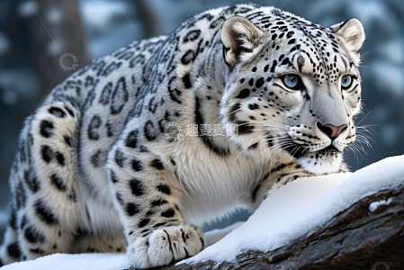 雪豹雪地中站立姿态