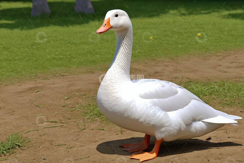 高清大图下载【趣麦麦图】站立在草地的白鹅