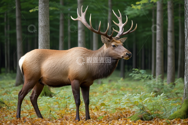 高清大图下载【趣麦麦图】森林中站立的带鹿角的麋鹿