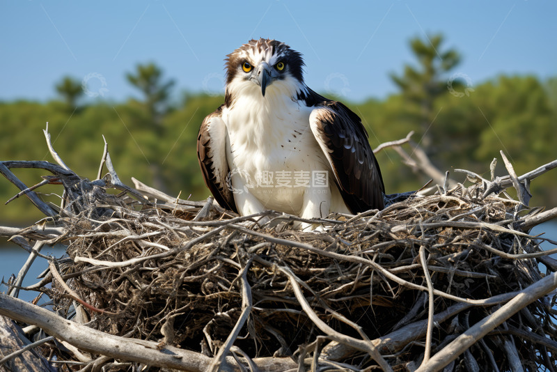 高清大图下载【趣麦麦图】鱼鹰于巢穴栖息的自然场景