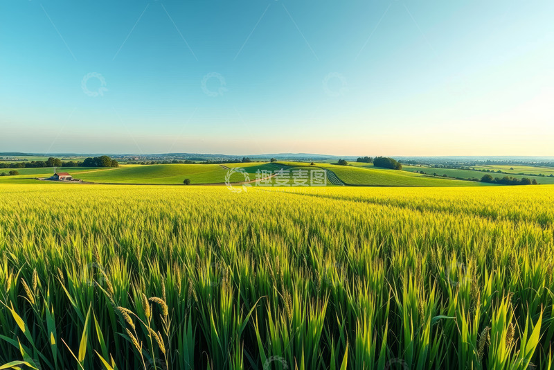 高清大图下载【趣麦麦图】广阔麦田田园风光全景