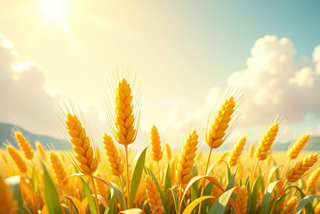 阳光下的金黄小麦田