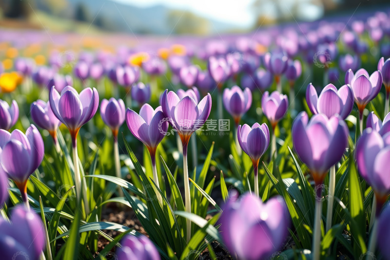 高清大图下载【趣麦麦图】紫色番红花盛开的花海