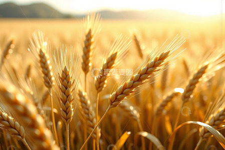 成熟麦田特写
