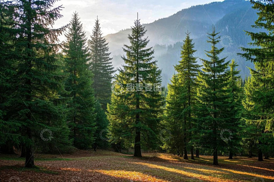 山林间茂密的松树林景观