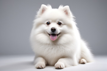 白色博美犬特写