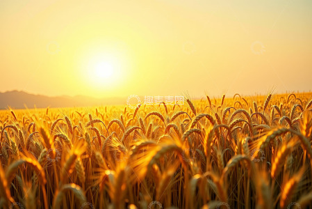夕阳下的金色小麦田