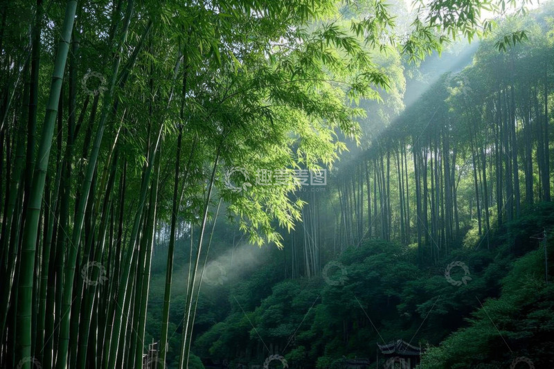 高清大图下载【趣麦麦图】阳光照耀下的茂密竹林景观