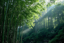 阳光照耀下的茂密竹林景观