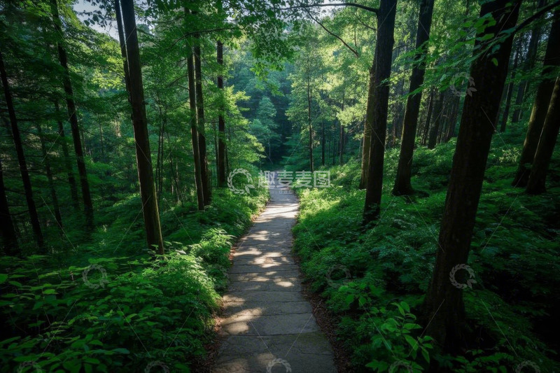 高清大图下载【趣麦麦图】林间小道自然风光
