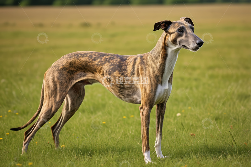 高清大图下载【趣麦麦图】田野中站立的猎犬
