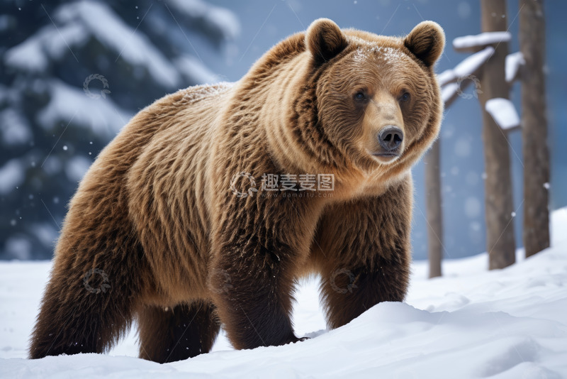 高清大图下载【趣麦麦图】雪地中的棕熊特写