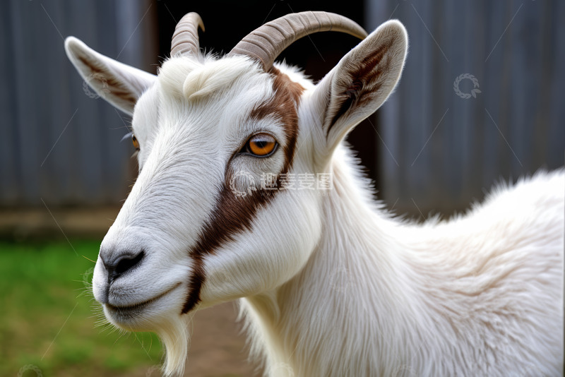 高清大图下载【趣麦麦图】农场里的山羊特写