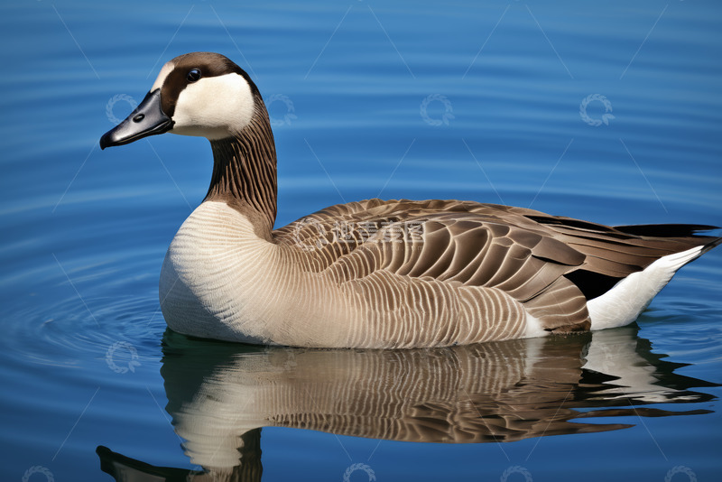 高清大图下载【趣麦麦图】水面上游泳的鹅