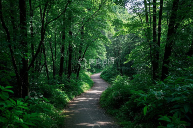 高清大图下载【趣麦麦图】森林中的蜿蜒小路